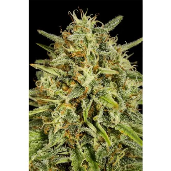 Dinafem Strawberry Amnesia - feminised