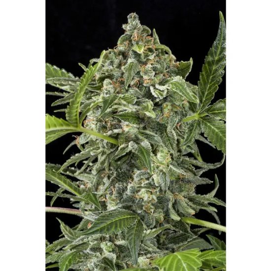 Dinafem White Cheese Auto - feminised