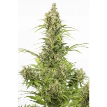 Dinafem White Widow Auto - feminised