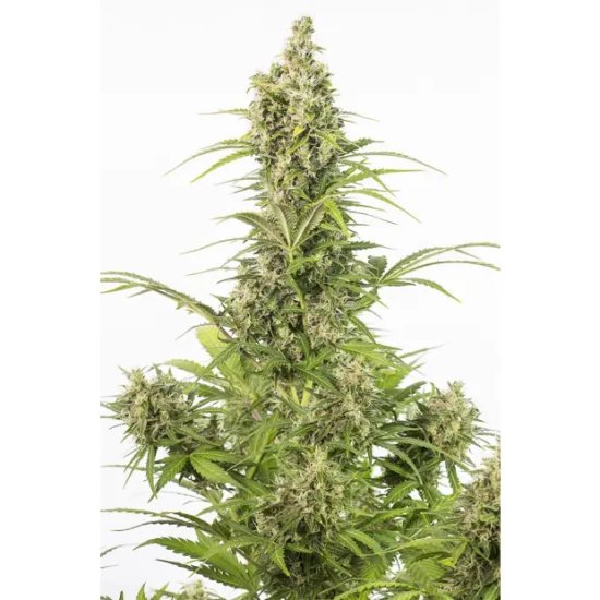 Dinafem White Widow Auto CBD - feminised