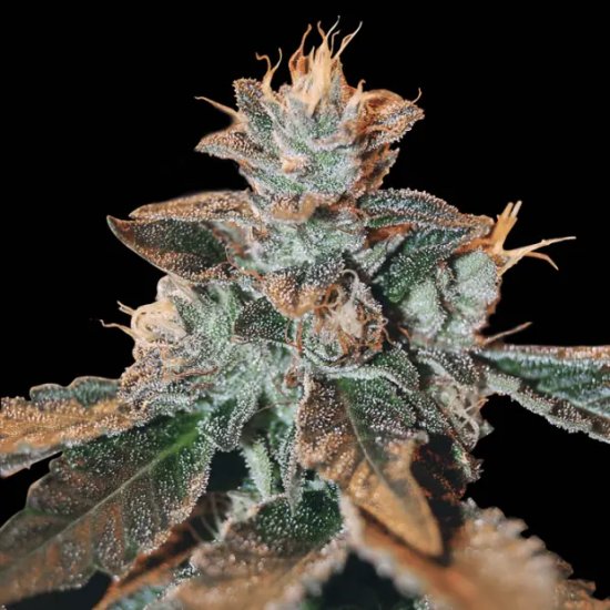 DNA Genetics Cataract Kush - feminised