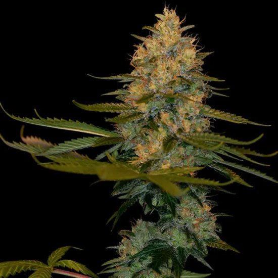 DNA Genetics Exodus Kush - feminised