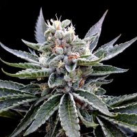 DNA Genetics Florida Gold - feminised