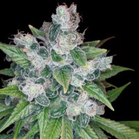 DNA Genetics Kandy Kush - feminised