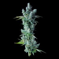 DNA Genetics Kosher Dawg - feminised