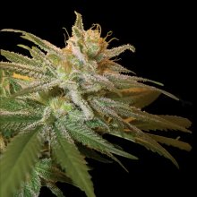 DNA Genetics Kushberry - feminised