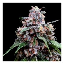 DNA Genetics Lemon 18 - feminised