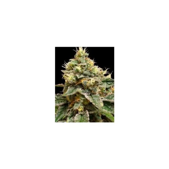 DNA Genetics OG LA Affie - feminised