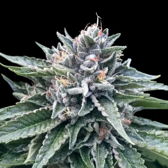 DNA Genetics Sorbet #4 - feminised