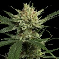 DNA Genetics Strawberry Banana - feminised