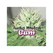 Dr. Underground Auto Melon Gum - feminised