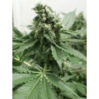 Dr. Underground Black Jesus OG - feminised