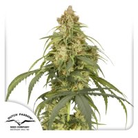 Dutch Passion Auto CBD-Victory - feminised