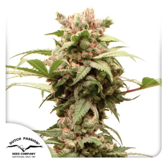 Dutch Passion Auto CBG-Force - feminised