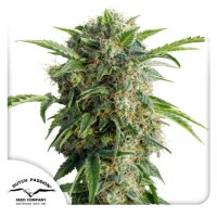 Dutch Passion Auto Daiquiri Lime - feminised