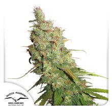 Dutch Passion Auto Desfran - feminised