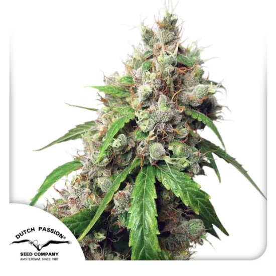 Dutch Passion Auto Euforia - feminised