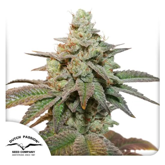 Dutch Passion Auto Kerosene Krash - feminised