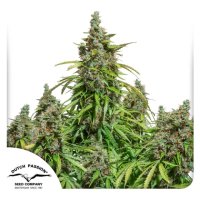 Dutch Passion Auto Mazar - feminised