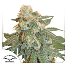 Dutch Passion Auto Orange Bud - feminised