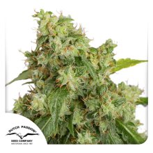 Dutch Passion Auto Xtreme - feminised