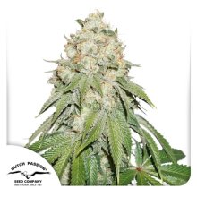 Dutch Passion Banana Blaze - feminised