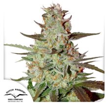 Dutch Passion Blue Auto Mazar - feminised