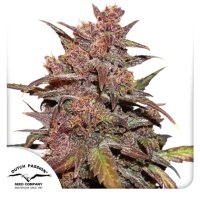 Dutch Passion CBD Auto Blackberry Kush - feminised