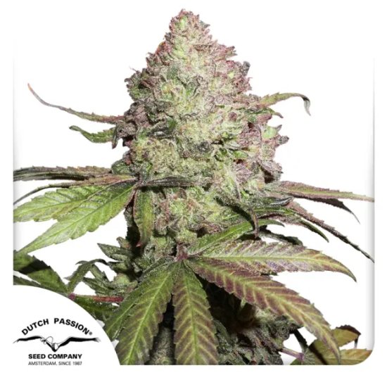 Dutch Passion CBD Auto Charlotte's Angel - feminised