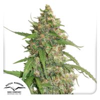 Dutch Passion CBD Auto Compassion Lime - feminised