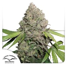 Dutch Passion CBD Charlotte's Angel - feminised