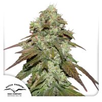 Dutch Passion CBD Mazar - feminised