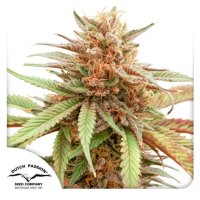 Dutch Passion Durban Dew - feminised