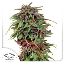 Dutch Passion Durban Poison - feminised