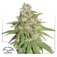 Dutch Passion Glueberry O.G. - feminised