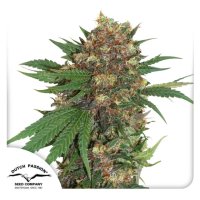 Dutch Passion Master Kush - feminised