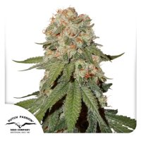 Dutch Passion Orange Bud - feminised