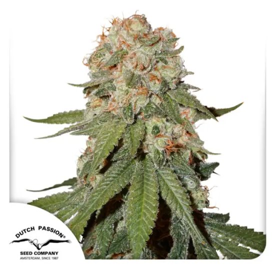 Dutch Passion Orange Bud - feminised