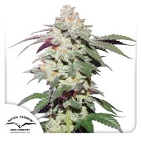 Dutch Passion Skywalker Haze - feminised