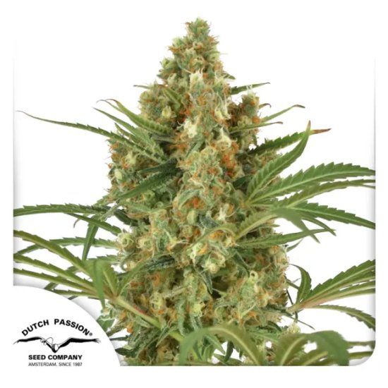 Dutch Passion Snow Bud - feminised