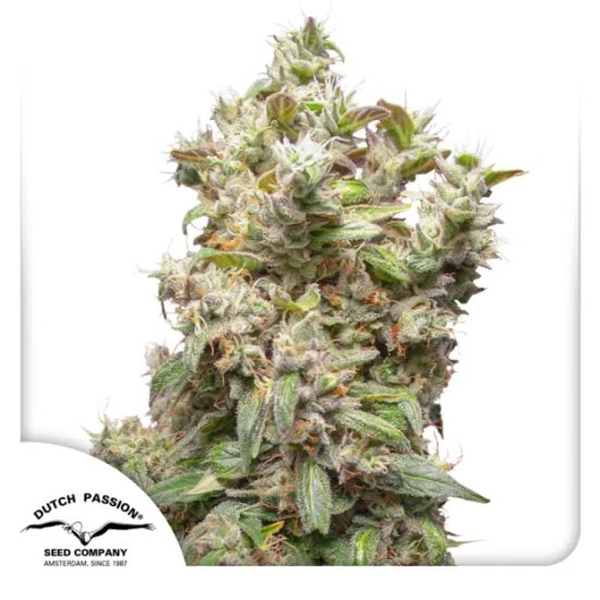 Dutch Passion THC-Victory - feminised