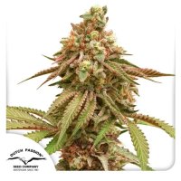 Dutch Passion Tropical Tangie - feminised