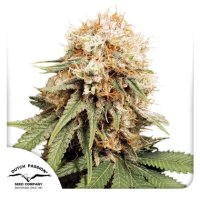 Dutch Passion White Widow - feminised