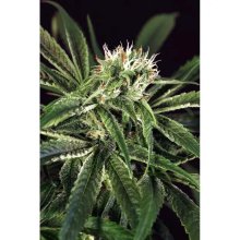 Exotic Seed Amnesia # 7 - feminised