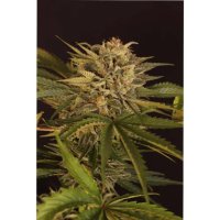 Exotic Seed Dr. Greenman Pure CBD - feminised