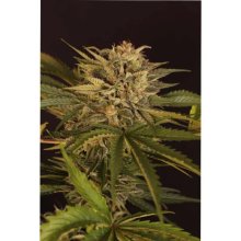 Exotic Seed Dr. Greenman Pure CBD - feminised