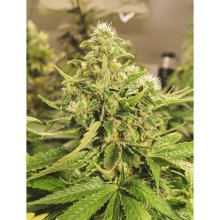 Exotic Seed Exotic Pure CBG - feminised