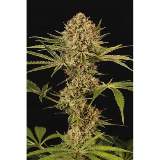 Exotic Seed Herz OG - feminised