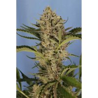 Exotic Seed Herz OG Auto - feminised