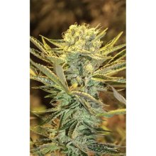 Exotic Seed Hippieberry - feminised